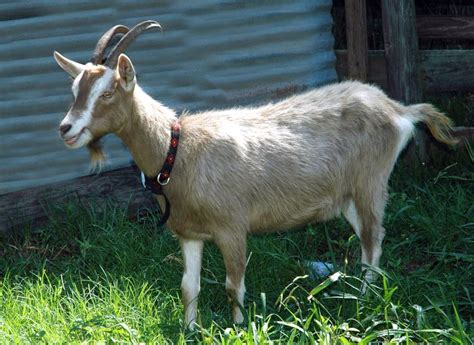 Billy goats are best visited from the other side of a very strong fence!