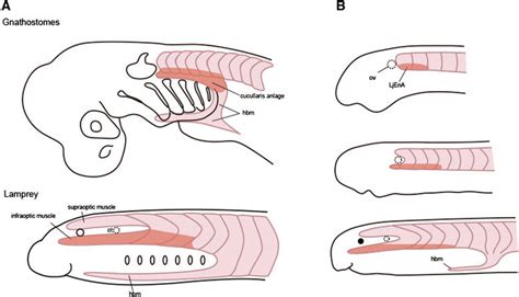 Schematic illustration to show the evolution of the cucullaris muscle.... | Download Scientific ...