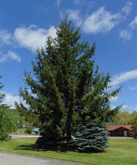 30 Norway Spruce Picea Abies Seeds