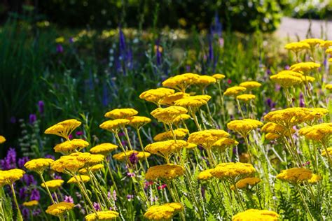 6 Beautiful and Deer Resistant Perennials | Espoma Organic