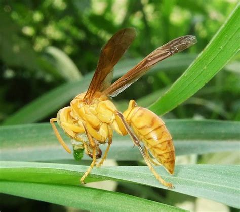 Yellow Paper Wasps | Nature, Cultural, and Travel Photography Blog