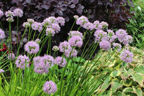 Allium 'Summer Beauty' – Ballyrobert Gardens