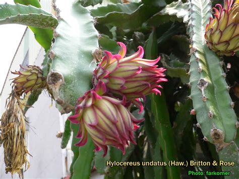 Medicinal Plants: Hylocereus undatus, dragon fruit, Night Blooming ...