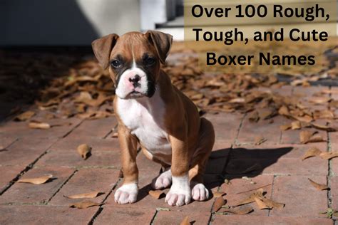 100+ Rough and Tough Boxer Dog Names (From Jax to Sasquatch) - PetHelpful