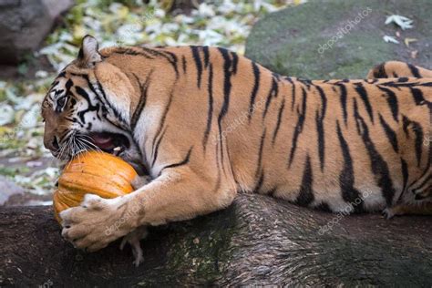 The tiger eats meat from the carved pumpkin – Stock Editorial Photo ...