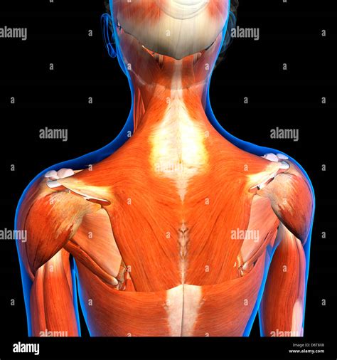 Female Back Of Neck Anatomy / Neck Muscles Anatomy - Posterior Triangle ...