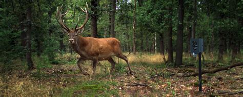 Snapshot Hoge Veluwe - Wildlife ecology with camera traps - WUR