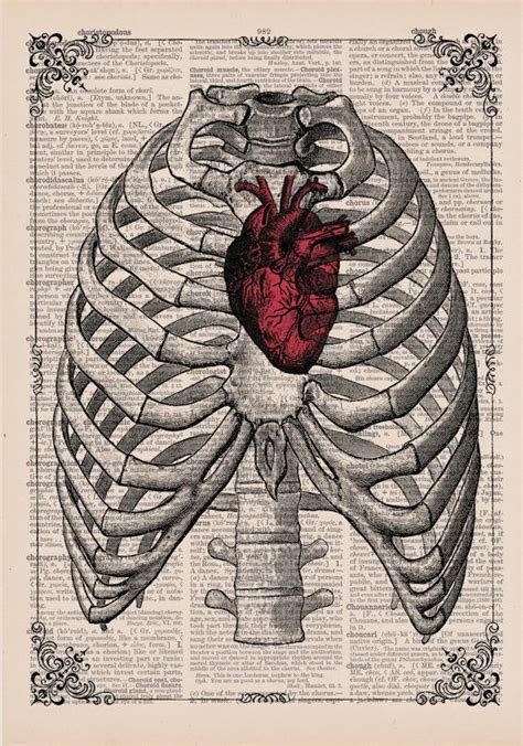 heart with ribs drawing - indianweddingoutfitssistersideas