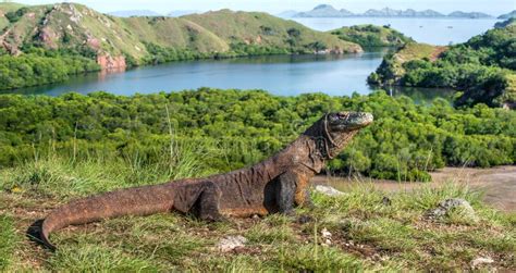 Komodo Dragon in Natural Habitat. Stock Photo - Image of island, dinosaur: 126980762