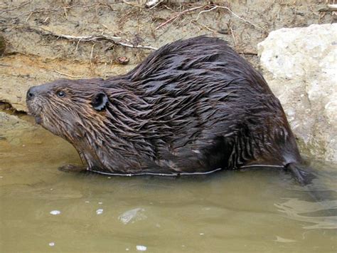 American Beaver | Castor canadensis | Mammal