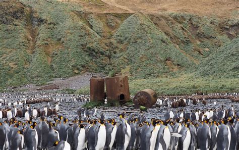 The Island — Macquarie Island Conservation Foundation