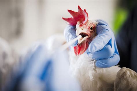 H5N1: Mutation macht Vogelgrippe-Virus für Menschen gefährlich | Basler Zeitung