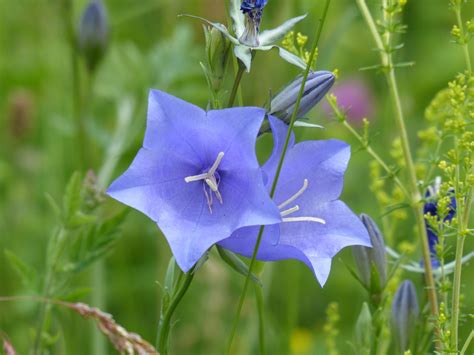 purple 5 petal flower free image | Peakpx