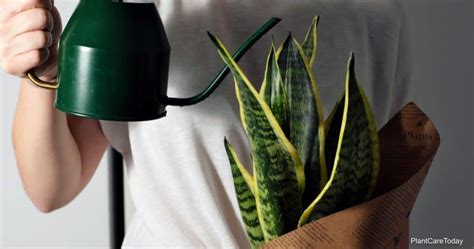 Watering Snake Plants: How Often To Water Snake Plants