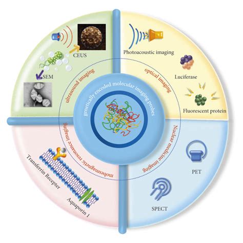 Application of genetically encoded molecular imaging probes in tumor... | Download Scientific ...