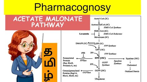 acetate malonate pathway // pharmacognosy-2 // Unit 1 // tamil - YouTube