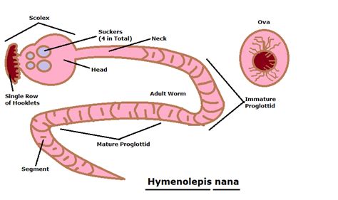 [Solved] Draw and label each of the parasites' SCOLEX, PROGLOTTIDS, OVA, and... | Course Hero