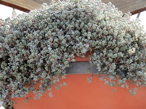 Sedum (trailing) - Berkeley Horticultural Nursery Berkeley ...