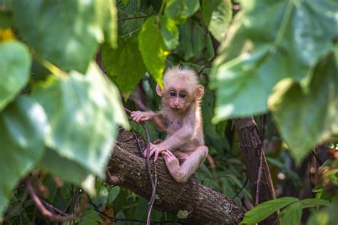 Download Monkey Baby Animal Animal Macaque 4k Ultra HD Wallpaper by Erik Karits