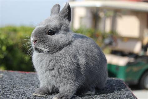 Netherland Dwarf rabbit Rabbits For Sale | Los Angeles, CA #270893