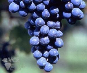 Barbera Wine Information