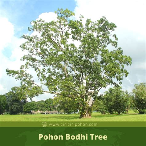 Ciri Ciri Pohon Ashwattha / Peepal / Bodhi Tree Di Alam Liar - Ciriciripohon.com