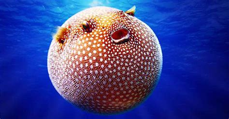 See These Stunning Images of Rare Sea Creatures!