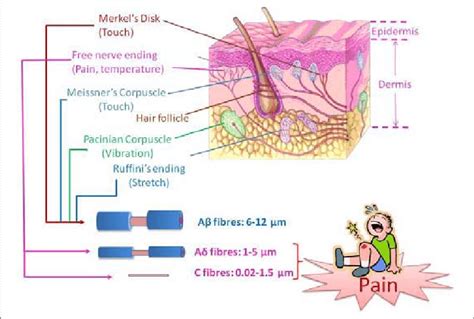 Sensory Nerve Fibers