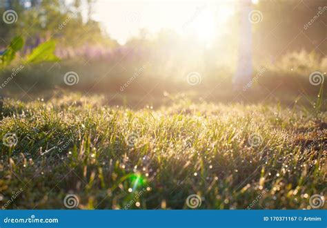 Summer Forest in Morning, Abstract Natural Backgrounds with Sunlight ...