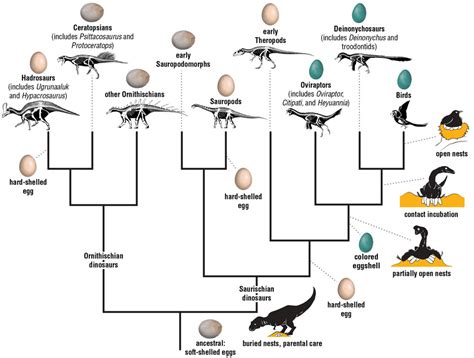 A New Picture of Dinosaur Nesting Ecology | American Scientist