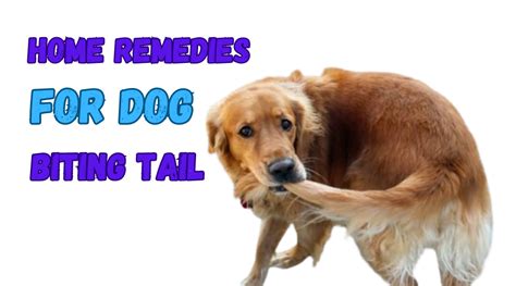 Home Remedies for Dog Biting Tail: A Comprehensive Guide