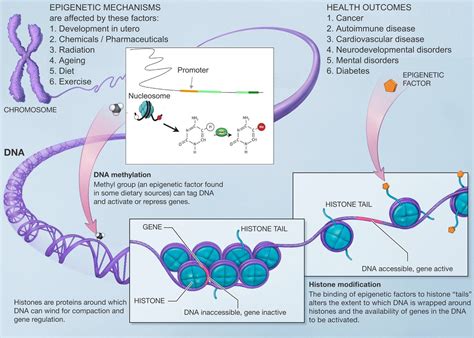 Exercise-associated DNA methylation change in skeletal muscle and the ...