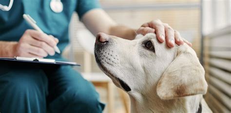 Understanding Kennel Cough: Symptoms, Treatment, and Prevention for Dogs