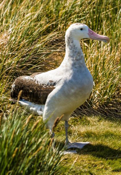 70+ Albatross Wingspan Stock Photos, Pictures & Royalty-Free Images - iStock