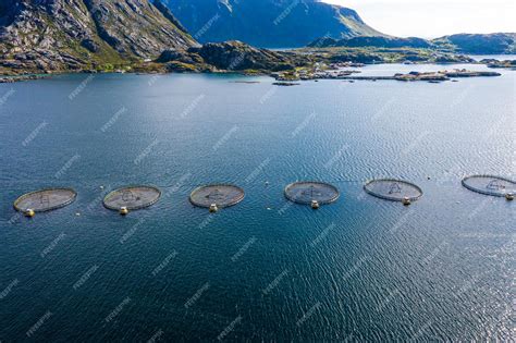 Premium Photo | Farm salmon fishing in Norway. Norway is the biggest ...