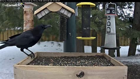 Crows Dance and Display on the Feeder | Cornell Lab | Ontario ...