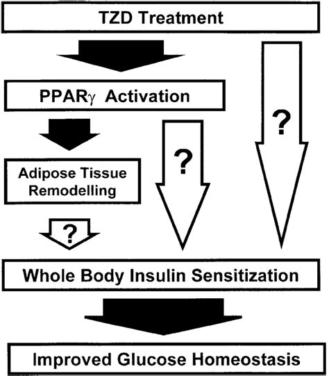 Possible modes of antidiabetic TZD action. It is undisputed that TZDs... | Download Scientific ...