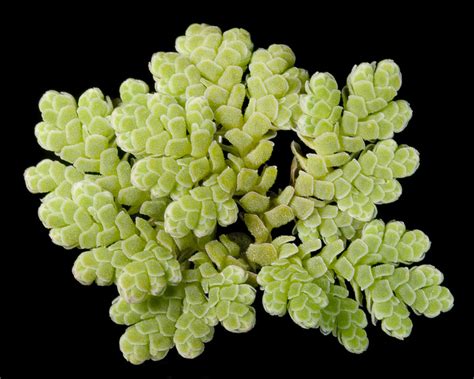 Complete Guide For Azolla Cultivation In India - AKMINDIA