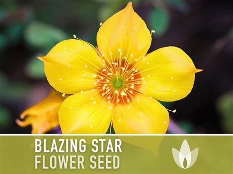 Blazing Star Flower Seeds Heirloom Seeds, Native Wildflower, Fragrant ...