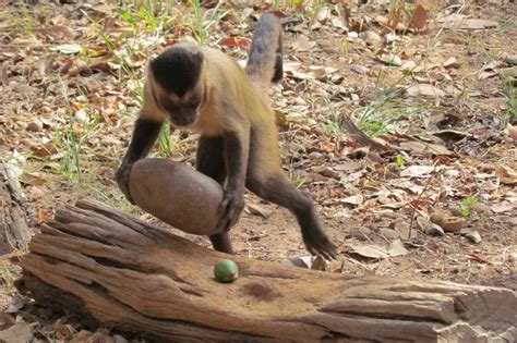 Capuchin monkeys rival chimps as highly skilled nut-crackers | New ...