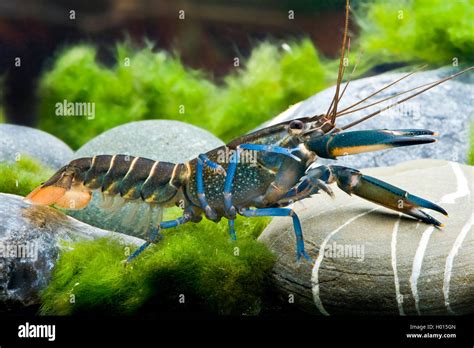 Australian crayfish (Cherax Blue Moon), in aquarium Stock Photo - Alamy