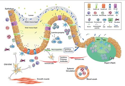 Figure 1 from The intestinal barrier function and its involvement in ...