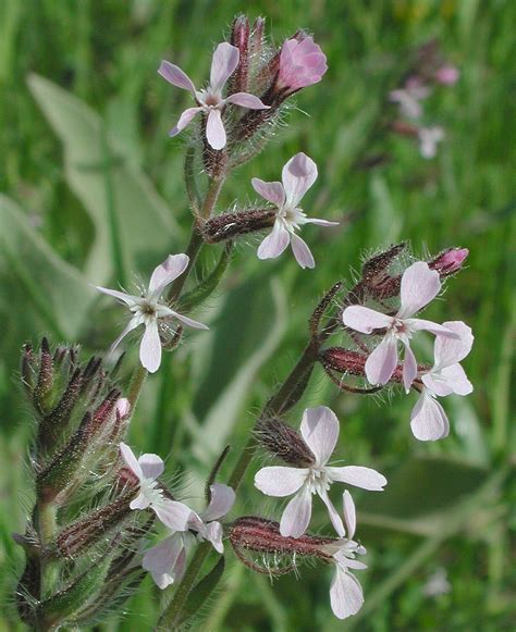 Flower Gallery :: Caryophyllaceae :: AAAA9880