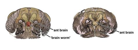 The brain worm that turns ants into zombies | Natural History Museum