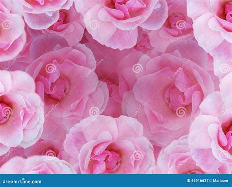 Soft pink roses stock image. Image of valentine, beautiful - 45916627