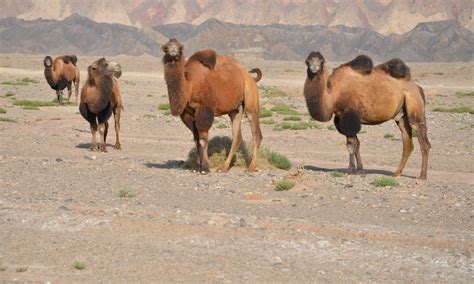 Wild life in China: Conservation measures create vibrant habitat for ...