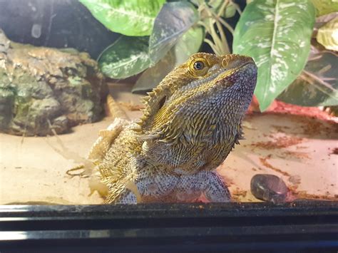 Bearded Dragon species, Masterton Pet Shop - ZooChat