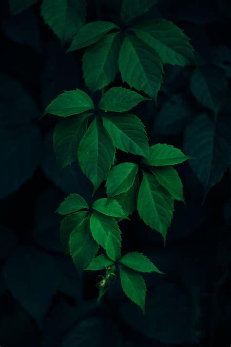 Plant Phone Wallpaper [4000x6000] - 003