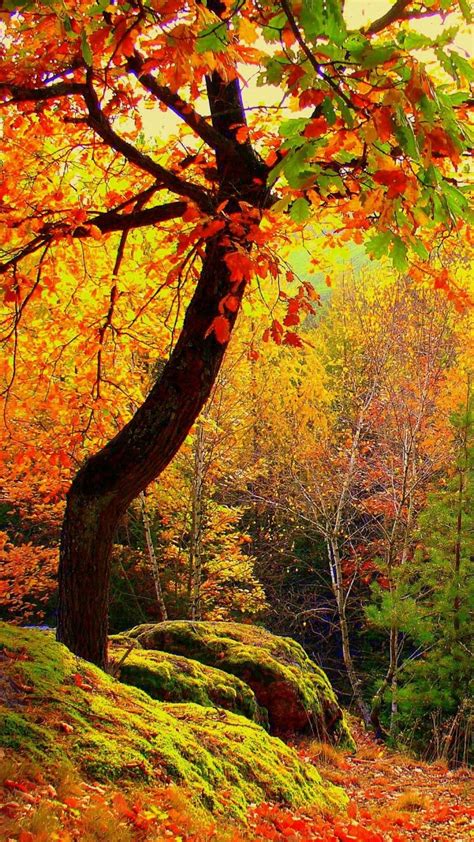 Autumn landscape, Autumn scenery, Landscape trees