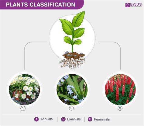 Annual Plants Define - Garden Plant